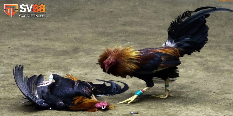 Đá Gà Cựa Dao Sv88 - Trực Tiếp Những Cuộc So Tài Hấp Dẫn