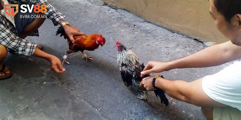 Vì sao chọi gà tre ngày càng được yêu thích?