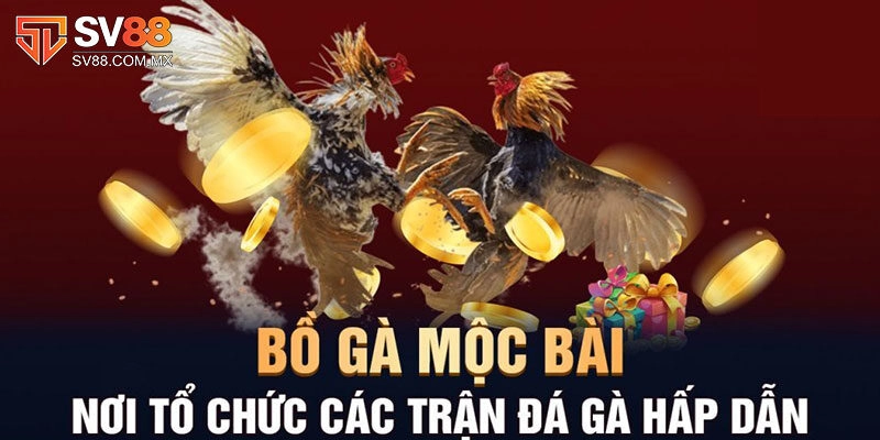 Đá Gà Mộc Bài: Sv88 Chia Sẻ Trọn Bộ Thông Tin Cần Biết
