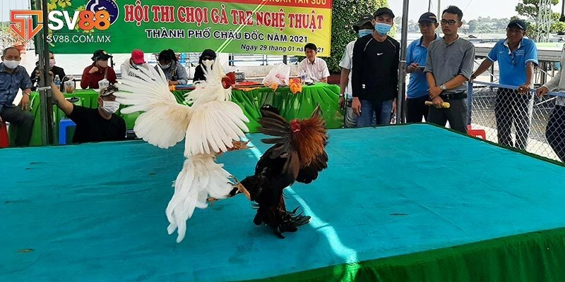 Đá Gà Tre - Khám Phá Trận Đấu Thần Kê Đỉnh Cao Tại Sv88