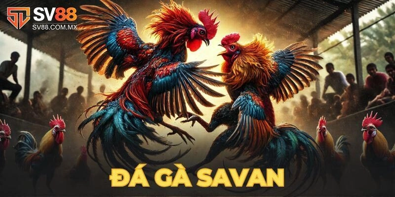 Đá Gà Savan Sv88 Và Cẩm Nang Chọn Chiến Kê Hiệu Quả