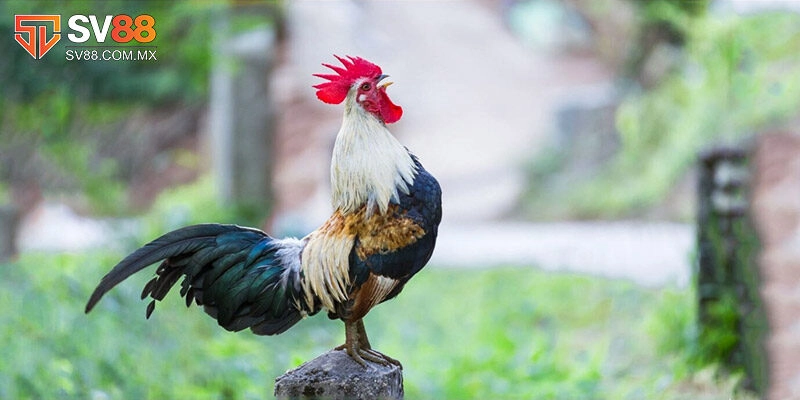 Đá gà tre - Loại hình thi đấu siêu hấp dẫn