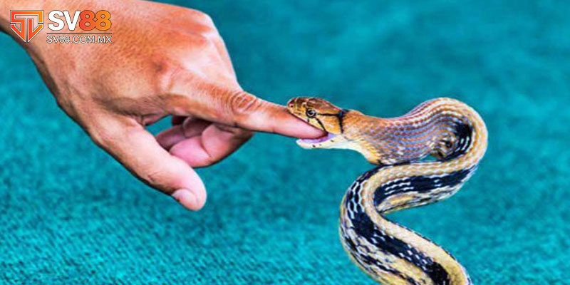 Mơ rắn cắn người khác