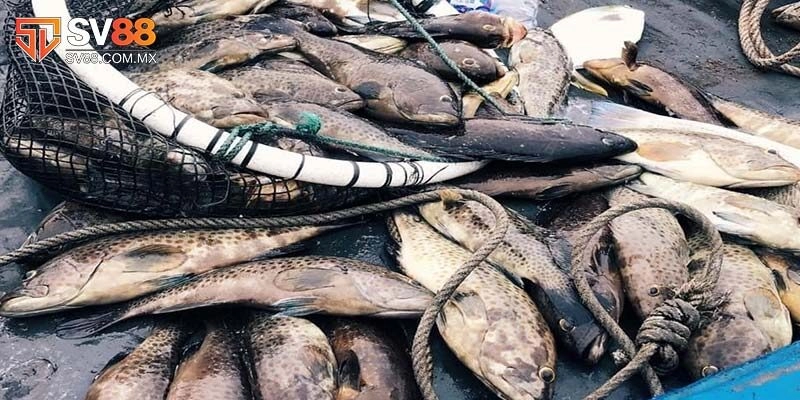 Giải Mã Giấc Mơ Thấy Cá Và Cơ Hội Đổi Đời Cùng Xổ Số Sv88