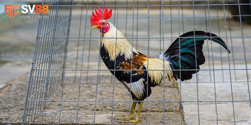 Các kiểu chọi gà tre phổ biến nhất hiện nay