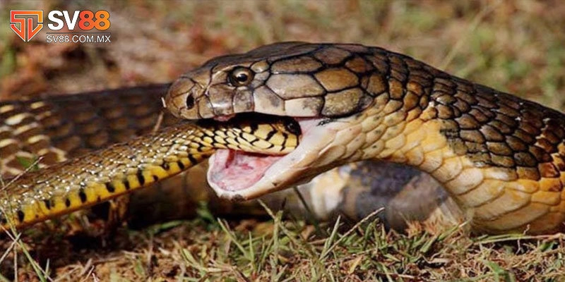 Gợi ý những số may mắn khi mơ thấy rắn